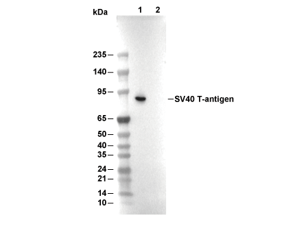 SV40 T-antigen Antibody [C12F2] WB