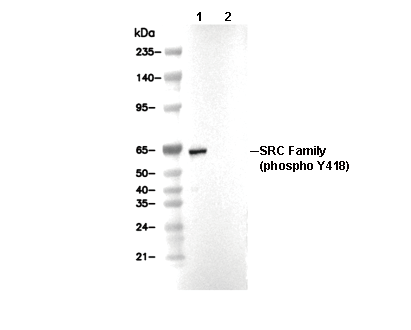 Phospho-SRC Family (Tyr418) Antibody [H7L14] WB