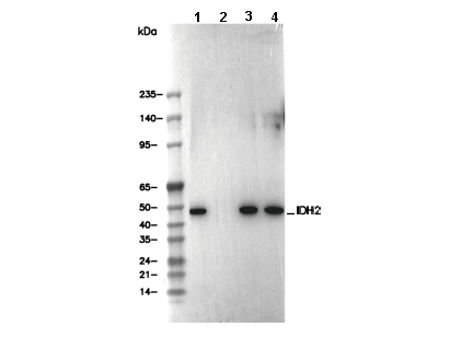 IDH2 Antibody [C4L7] WB