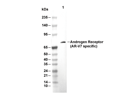 Androgen Receptor (AR-V7 specific) Antibody [F19P24] WB