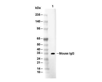 Mouse IgG Antibody [B6P15] WB