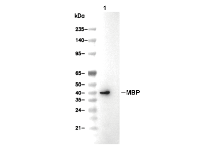 MBP tag Antibody [E2A2] WB