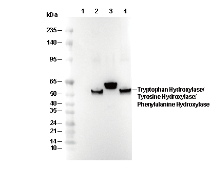 Tryptophan/Tyrosine/Phenylalanine Hydroxylase Antibody [A9C1] WB