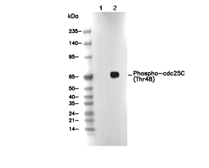 Phospho-cdc25C (Thr48) Antibody [G24N3] WB