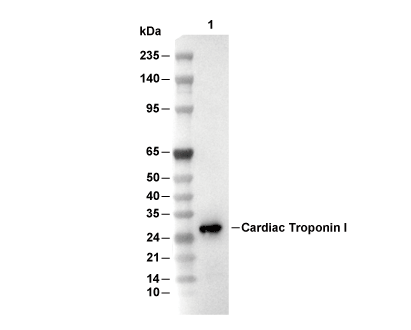 Cardiac Troponin I Antibody [L9G3] WB