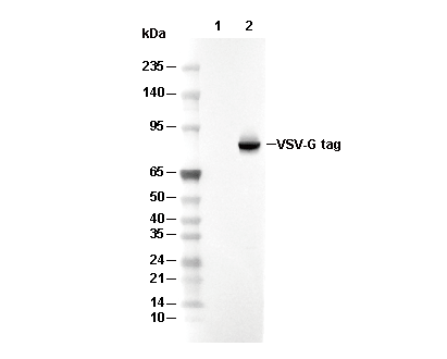 VSV-G tag Antibody [N12B16] WB