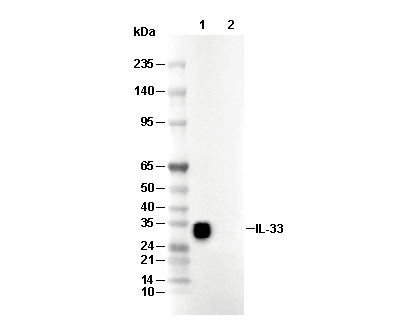 IL-33 Antibody [A21K18] WB