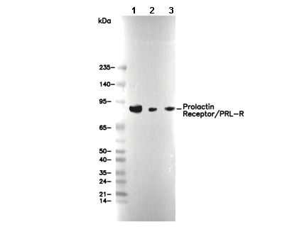Prolactin Receptor/PRL-R Antibody [K14H15] WB