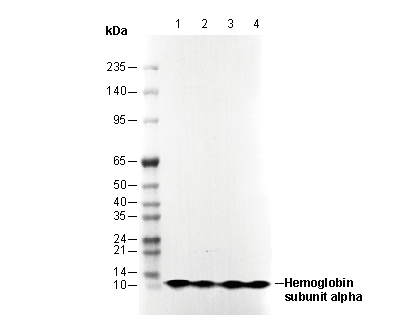 Hemoglobin &alpha; Antibody [A2K16] WB
