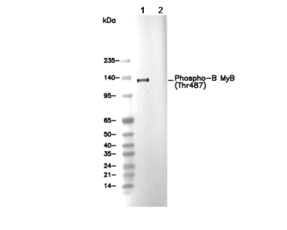 Phospho-B MyB (Thr487) Antibody [B21K19] WB