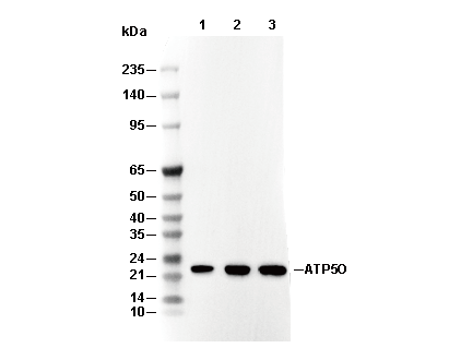 ATP5O Antibody [P18C11] WB