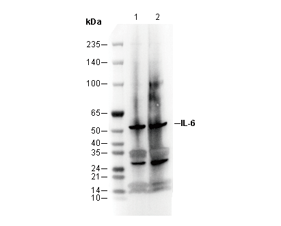 F2097-wb
