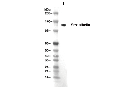 Smoothelin Antibody [L15K16] WB