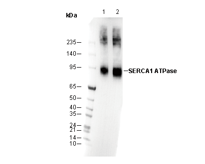 F2135-wb