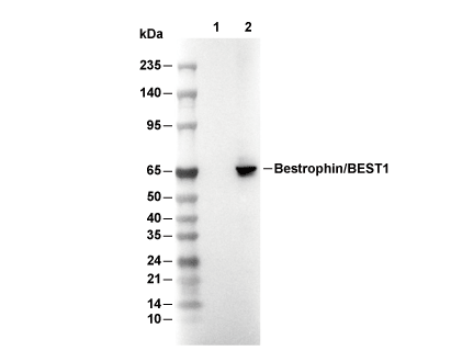 Bestrophin/BEST1 Antibody [B12E13] WB