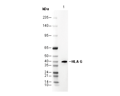 HLA G Antibody [D11H10] WB