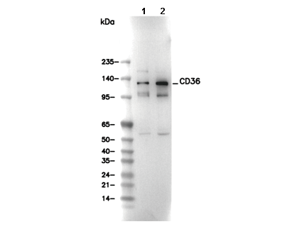 CD36 Antibody [B18B13] WB