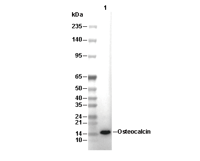 Osteocalcin Antibody [G12E1] WB