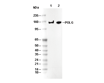POLG Antibody [M21J18] WB