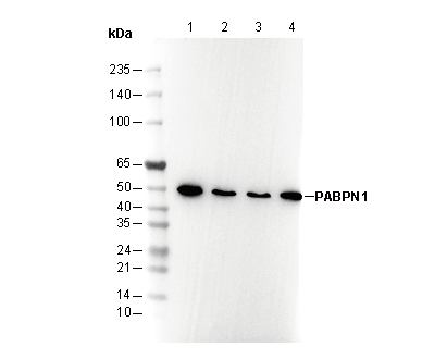 F2193-wb