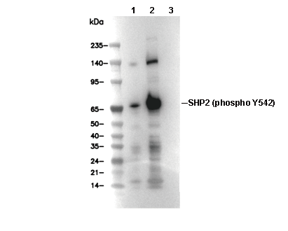 Phospho-SHP2 (Tyr542) Antibody [J17K6] WB