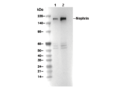 Nephrin Antibody [L16L12] WB