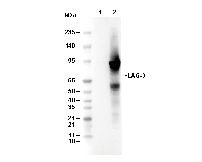 LAG3 Antibody [K23N22] WB