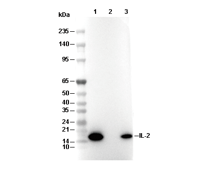IL-2 Antibody [K8L21] WB