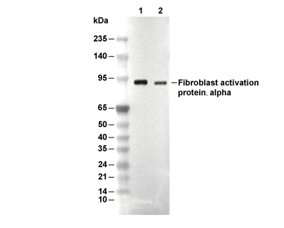 Fibroblast Activation Protein &alpha; Antibody [A9L24] WB