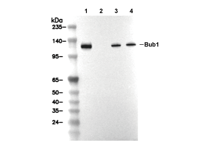 Bub1 Antibody [N20E21] WB