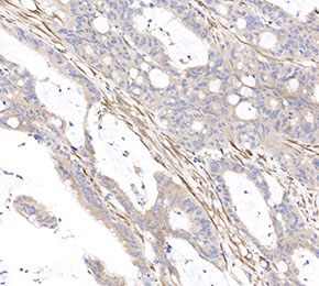 F2230-IHC1