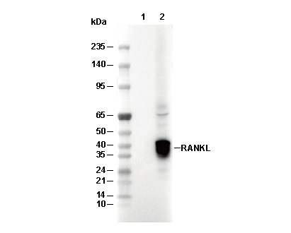 RANKL Antibody [K7M17] WB