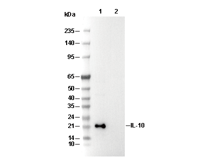 IL-10 Antibody [G7K6] WB