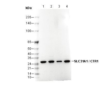 F2351-wb