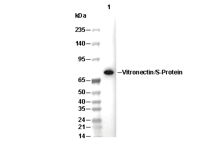 Vitronectin/S-Protein Antibody [G14H11] WB
