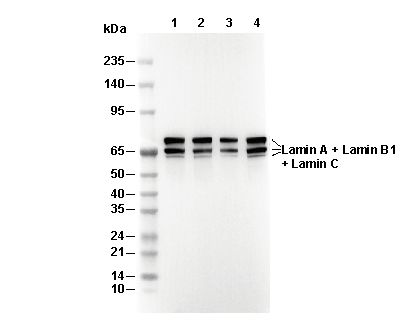 Lamin A + Lamin B1 + Lamin C Antibody [K4F13] WB