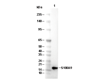 S100A9 Antibody [N6K8] WB
