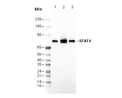 F2379-wb