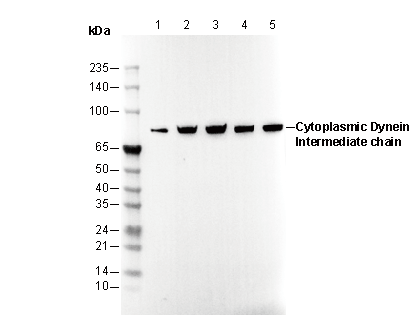 F2383-wb