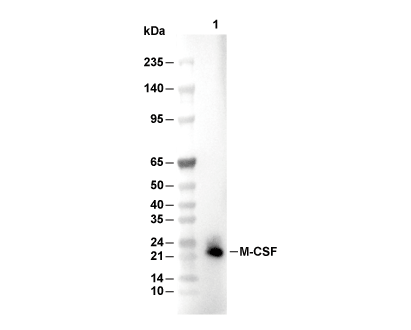 M-CSF Antibody [K14B13] WB
