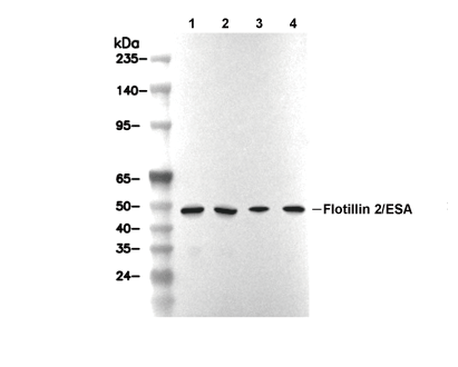 Flotillin 2 Antibody [A21G15] WB