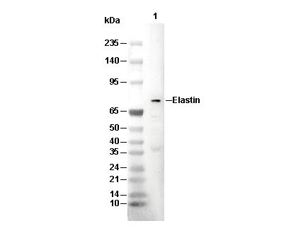 Elastin Antibody [E23J23] WB