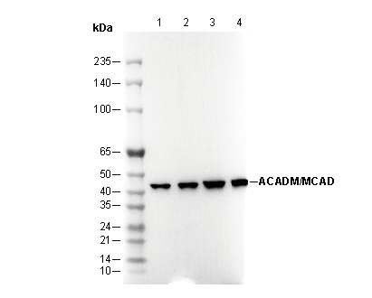 F2413-wb