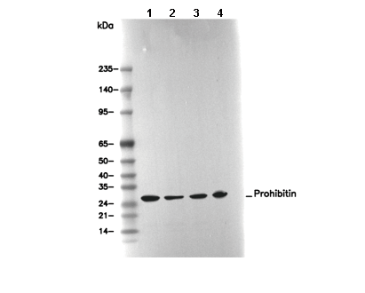 Prohibitin Antibody [A14G6] WB