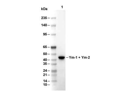 Ym-1 + Ym-2 Antibody [C18B8] WB