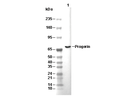 Progerin Antibody [J17D10] WB