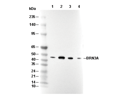 BRN3A Antibody [H20L3] WB