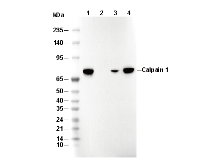 KIFC1 Antibody [F10F16] WB