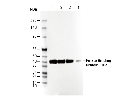 Folate Binding Protein / FBP Antibody [E8P21] WB