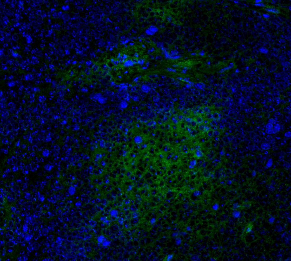 F2460-IF-Mouse-Spleen